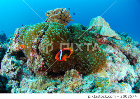 Hakimanbushi 2008574