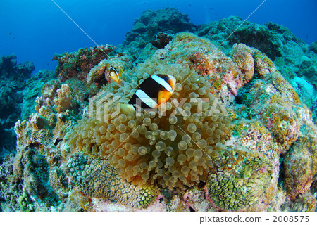 Anemone fish 2008575