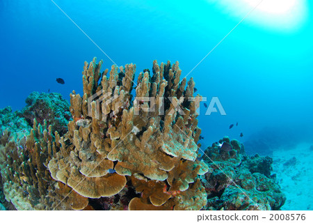 Palau Hamasango 2008576