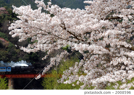 Cherry blossoms and steam locomotive 2008596