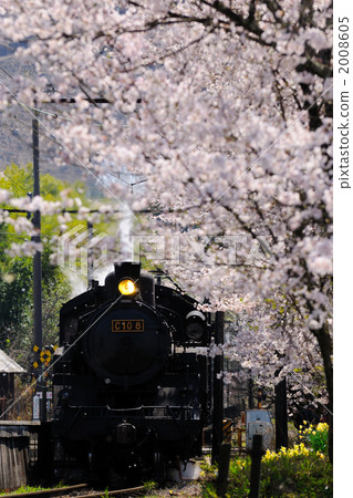 Cherry blossoms and steam locomotive 2008605