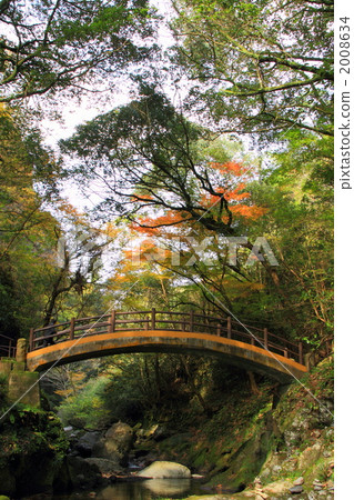 秋天的樹葉 2008634