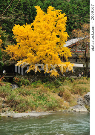 Otori谷在秋天 2009167