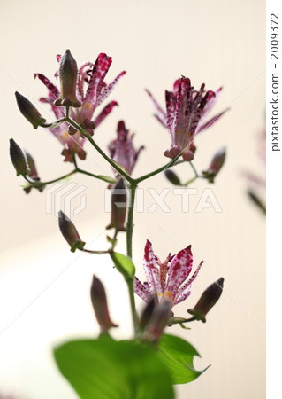 野草 野花 小杜鵑 2009372