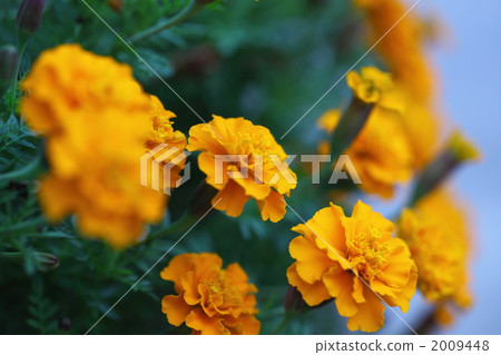 兩色金雞菊 法國萬壽菊 萬壽菊 2009448