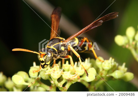 Paper wasp 2009486