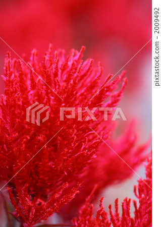 plumed cockscomb, celosia, cockscomb 2009492
