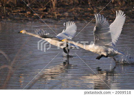Departs from the Swan Departs from the Swan 2009518