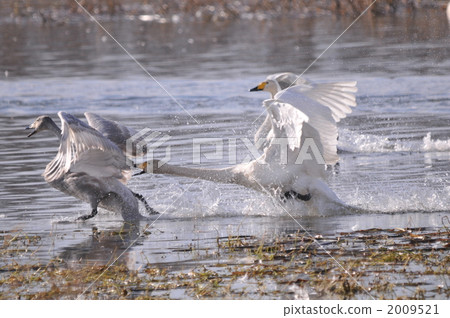 Bullies of the swan Bullies of the swan 2009521