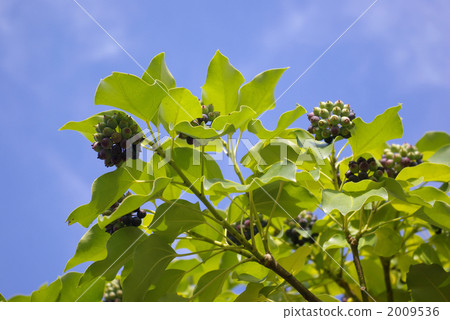 卡克里米諾的果實 卡克里米諾的果實 2009536