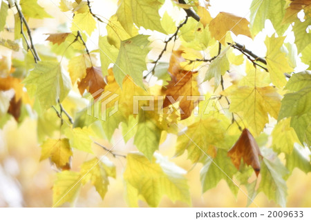 maple, yellow leafe, oriental plane 2009633