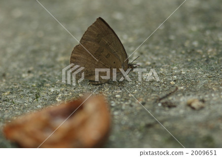 Murashiki Sajimi 2009651