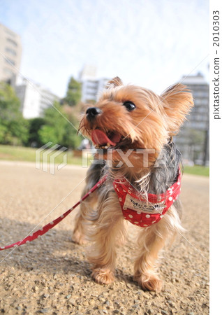 約克夏 約克區 小型犬 2010303