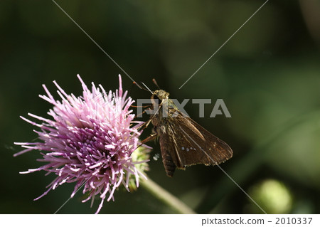 Ichimon diesel 2010337