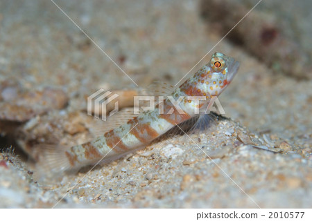 Dandala daehase 2010577