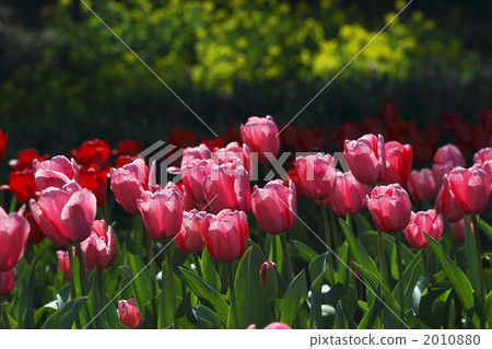 tulip field, flower garden, flower field 2010880