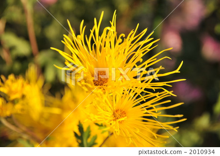 佐賀菊花 佐賀菊花 2010934