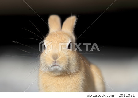 布朗小狗 2011081