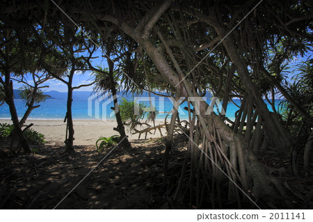 Adan's tree shade 2011141