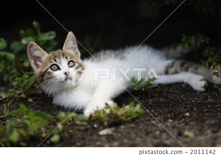 A kitten looking up A kitten looking up 2011142