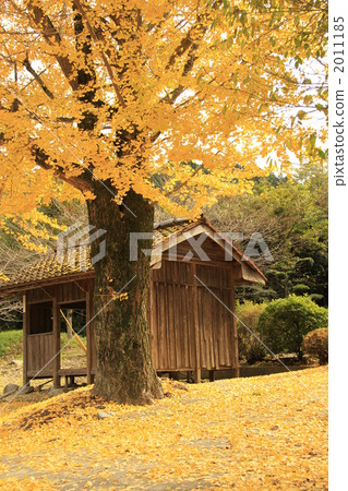 large ginkgo tree, ginkgo, gingko 2011185