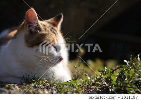 Profile of Mika's kitten 2011197