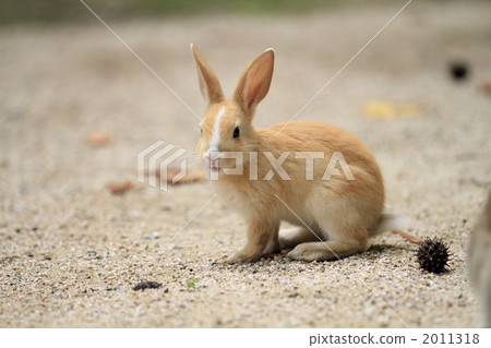 布朗小狗 2011318