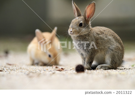 Friendly child rabbit Friendly child rabbit 2011322