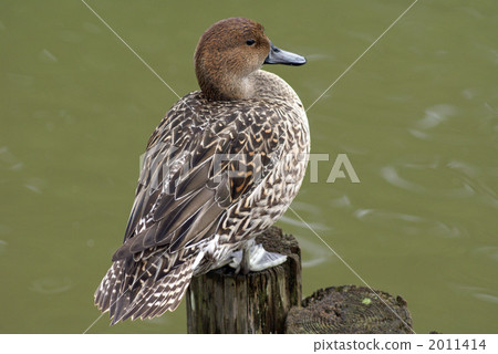 A bitch female while resting 2011414