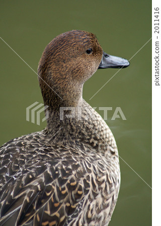 一個婊子女性在休息時 2011416