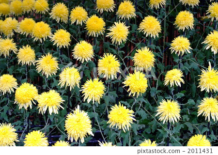 A row of yellow chrysanthemums A row of yellow chrysanthemums 2011431