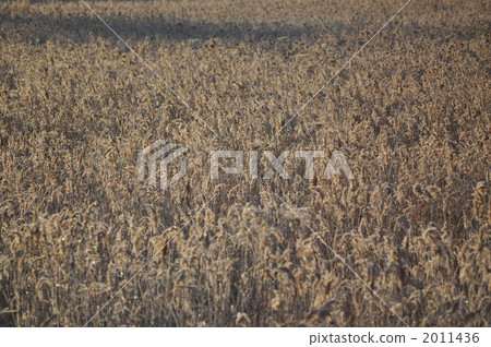reed, reeds, phragmites 2011436