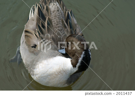 Kamono duck in the grooming 2011437