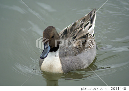 Hai ❢ pose Uenagami duck kun 2011440