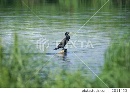 Sunbathing of Kawumo Sunbathing of Kawumo 2011453