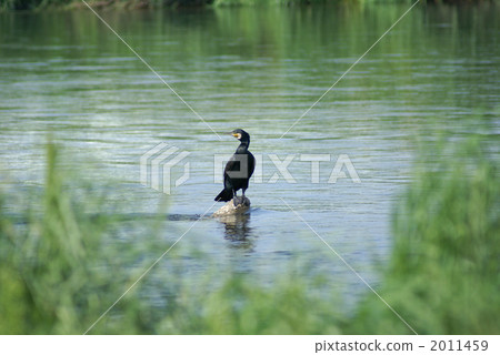 Sunbathing of Kawumo Sunbathing of Kawumo 2011459