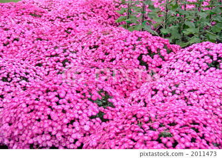 Chrysanthemum Chrysanthemum 2011473