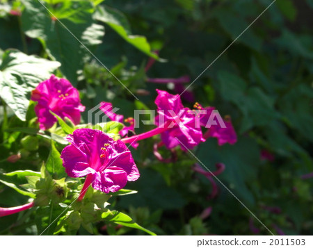 Oshiribana花 2011503