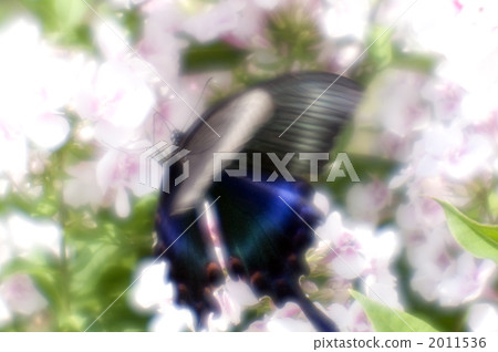 crow swallowtail butterfly, chinese peacock, swallowtail 2011536