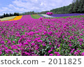 Hokkaido Furano Tomita Farm Nanairo no Oka 2011825