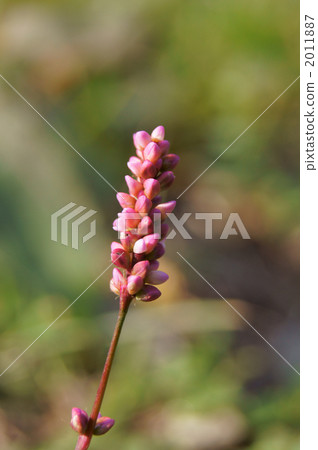 Persicaria longise 2011887