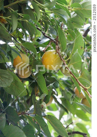 柿樹 柿樹 2012089