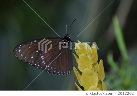 Tsunami Murasaki Madara在Pakistakis停留 Tsunami Murasaki Madara在Pakistakis停留 2012202