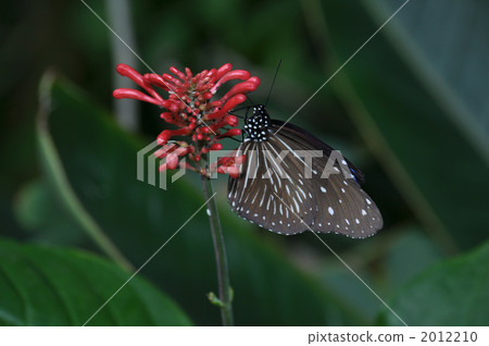 Odontonema · strictsum and Tsumura saki Madara Odontonema · strictsum and Tsumura saki Madara 2012210