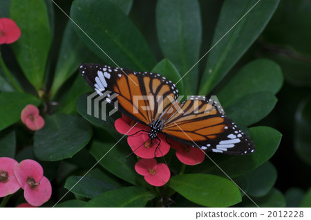 Suejigoro Kabamadara 2012228