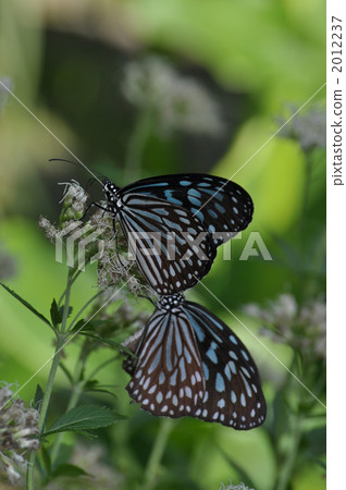 Ryukyu Asagi Madara 2012237