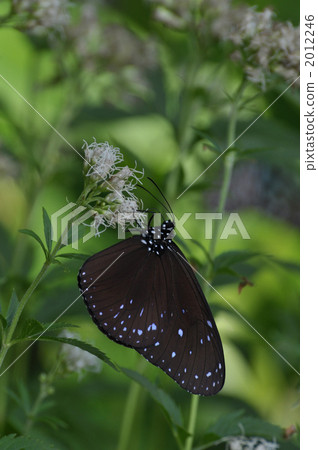 Tsumura Maki Madara Tsumura Maki Madara 2012246