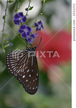 Tsumura Maki Madara 2012252