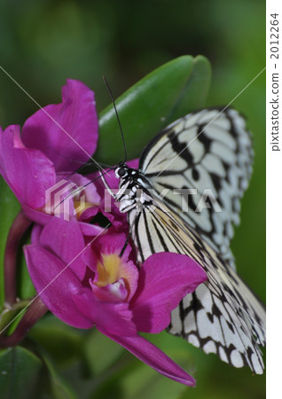 Orchid and sweet madara Orchid and sweet madara 2012264