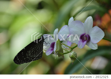 Tsumura Maki Madara 2012325